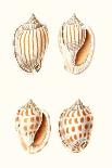 Lamarck Shells VII-Lamarck-Art Print