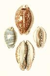 Lamarck Shells VIII-Lamarck-Art Print