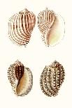 Lamarck Shells VIII-Lamarck-Art Print