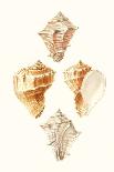 Lamarck Shells II-Lamarck-Art Print