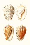 Lamarck Shells VIII-Lamarck-Art Print