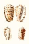 Lamarck Shells IV-Lamarck-Mounted Art Print