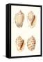 Lamarck Shells I-Lamarck-Framed Stretched Canvas