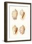 Lamarck Shells I-Lamarck-Framed Art Print