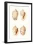 Lamarck Shells I-Lamarck-Framed Art Print