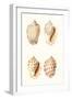 Lamarck Shells I-Lamarck-Framed Art Print