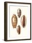 Lamarck Shells II-Lamarck-Framed Art Print