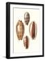 Lamarck Shells II-Lamarck-Framed Art Print