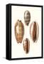 Lamarck Shells II-Lamarck-Framed Stretched Canvas