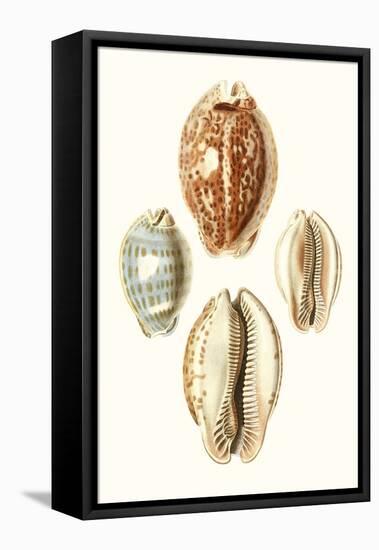 Lamarck Shells III-Lamarck-Framed Stretched Canvas