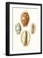 Lamarck Shells III-Lamarck-Framed Art Print