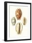 Lamarck Shells III-Lamarck-Framed Art Print