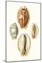 Lamarck Shells III-Lamarck-Mounted Art Print