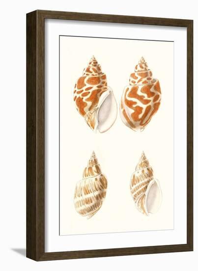 Lamarck Shells IV-Lamarck-Framed Art Print