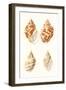 Lamarck Shells IV-Lamarck-Framed Art Print