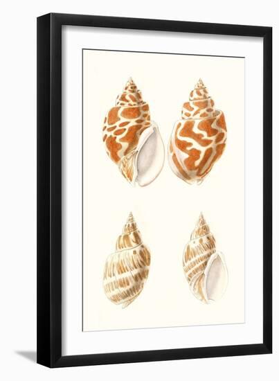 Lamarck Shells IV-Lamarck-Framed Art Print