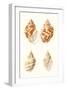 Lamarck Shells IV-Lamarck-Framed Art Print