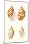 Lamarck Shells IV-Lamarck-Mounted Art Print