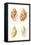 Lamarck Shells IV-Lamarck-Framed Stretched Canvas