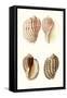 Lamarck Shells V-Lamarck-Framed Stretched Canvas