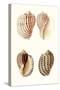 Lamarck Shells V-Lamarck-Stretched Canvas