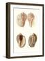 Lamarck Shells V-Lamarck-Framed Art Print