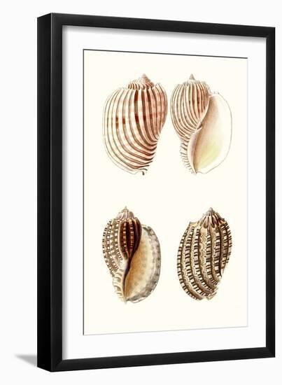 Lamarck Shells V-Lamarck-Framed Art Print