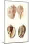 Lamarck Shells V-Lamarck-Mounted Art Print
