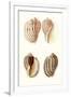 Lamarck Shells V-Lamarck-Framed Art Print