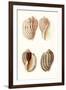 Lamarck Shells V-Lamarck-Framed Art Print