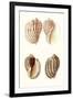 Lamarck Shells V-Lamarck-Framed Art Print
