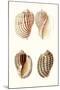 Lamarck Shells V-Lamarck-Mounted Art Print