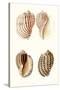 Lamarck Shells V-Lamarck-Stretched Canvas