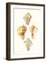 Lamarck Shells VI-Lamarck-Framed Art Print