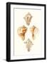 Lamarck Shells VI-Lamarck-Framed Art Print