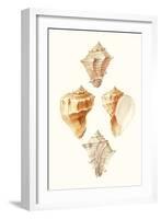 Lamarck Shells VI-Lamarck-Framed Art Print