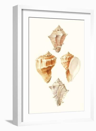 Lamarck Shells VI-Lamarck-Framed Art Print