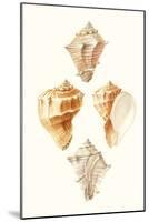 Lamarck Shells VI-Lamarck-Mounted Art Print