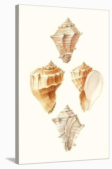 Lamarck Shells VI-Lamarck-Stretched Canvas