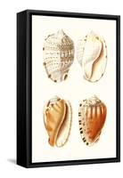 Lamarck Shells VII-Lamarck-Framed Stretched Canvas