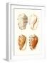 Lamarck Shells VII-Lamarck-Framed Art Print