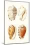 Lamarck Shells VII-Lamarck-Mounted Art Print