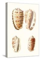 Lamarck Shells VIII-Lamarck-Stretched Canvas