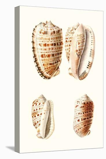 Lamarck Shells VIII-Lamarck-Stretched Canvas