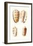 Lamarck Shells VIII-Lamarck-Framed Art Print