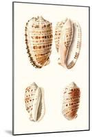 Lamarck Shells VIII-Lamarck-Mounted Art Print