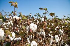 Close up of Cotton Plants-Lamarinx-Photographic Print