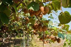 Ripe Kiwi Fruits-Lamarinx-Photographic Print