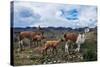 Lamas Family in El Cajas National Park, Ecuador-brizardh-Stretched Canvas