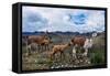 Lamas Family in El Cajas National Park, Ecuador-brizardh-Framed Stretched Canvas